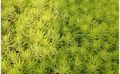 <b>金葉佛甲草種苗</b>