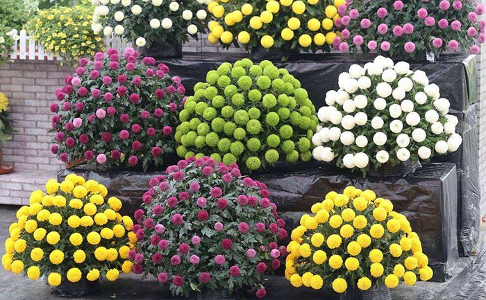 乒乓菊種苗批發(fā)價格-乒乓菊種植和養(yǎng)護技術(shù)