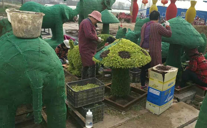 女工在對(duì)五色草造型進(jìn)行插草作業(yè)
