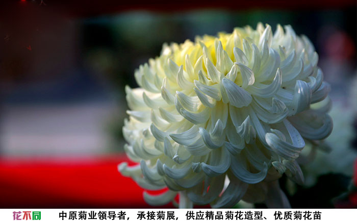 國華白越山種苗基地實拍圖片