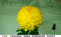 國(guó)華黃越山