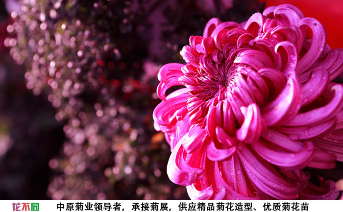 紫強(qiáng)大菊花品種種苗實(shí)拍圖片