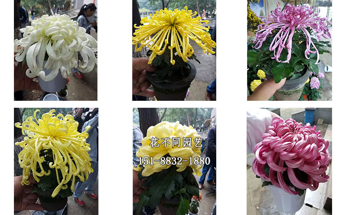 案頭菊實拍圖合集