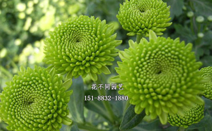 多頭菊實拍圖