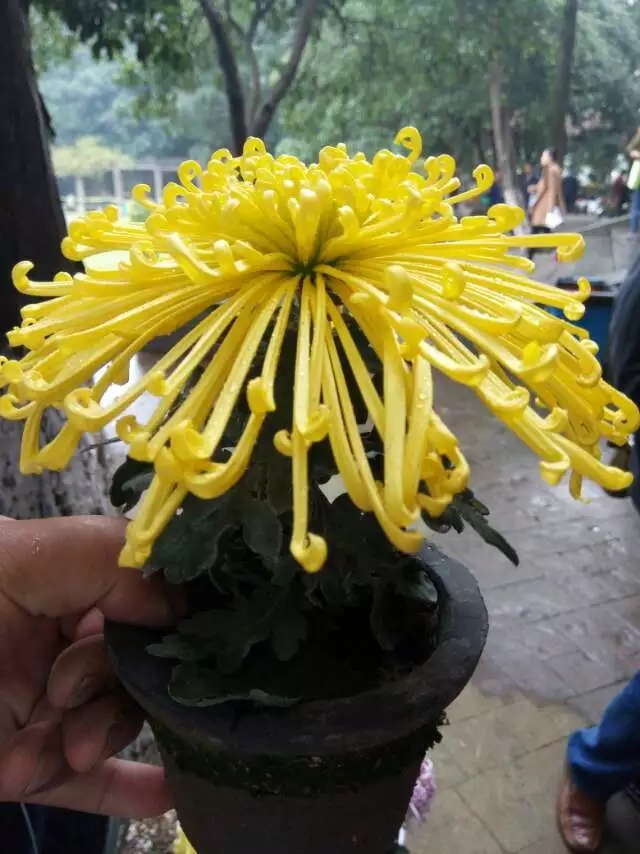 愛(ài)的黃虹案頭菊實(shí)拍圖