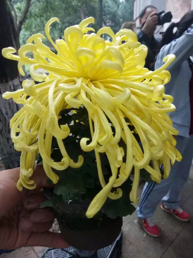 麥浪案頭菊實(shí)拍圖