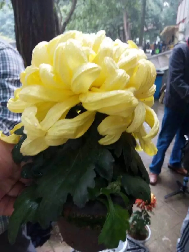 黃色案頭菊現(xiàn)場(chǎng)實(shí)拍圖