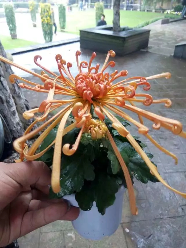 泉鄉(xiāng)沖天案頭菊實(shí)拍圖