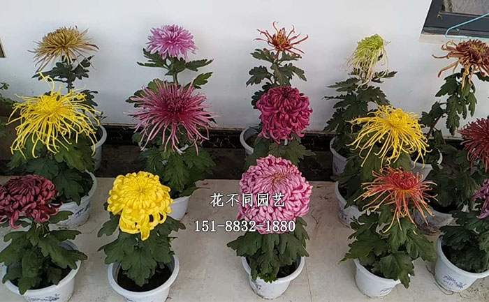 獨(dú)本菊品種圖片