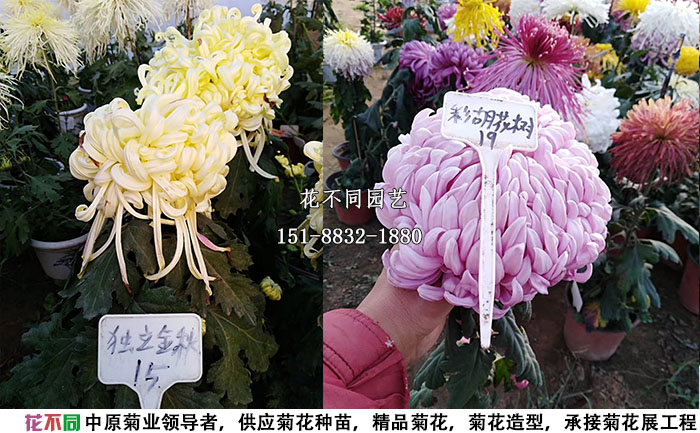 精品獨(dú)本菊展示實(shí)拍圖