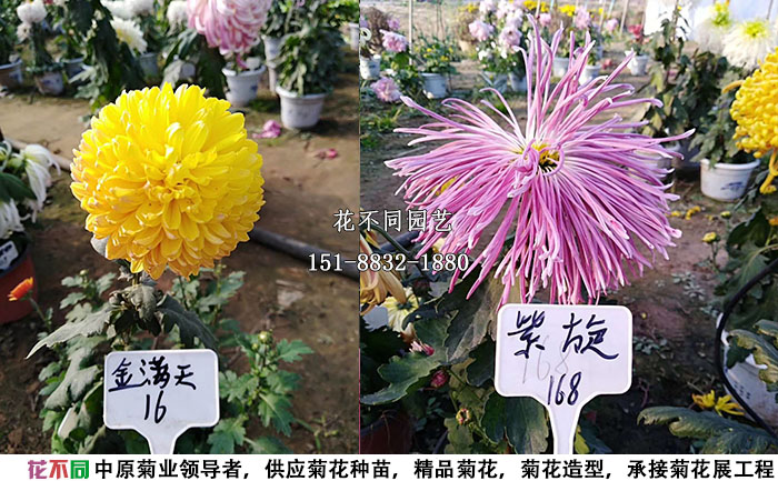 精品獨(dú)本菊展示實(shí)拍圖