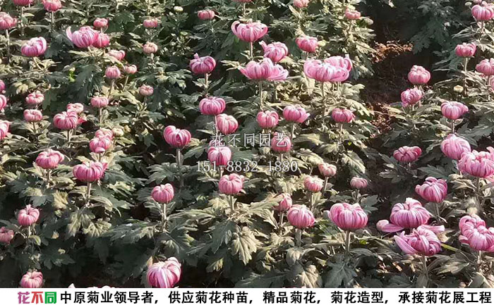 十月份的多頭菊實(shí)拍圖