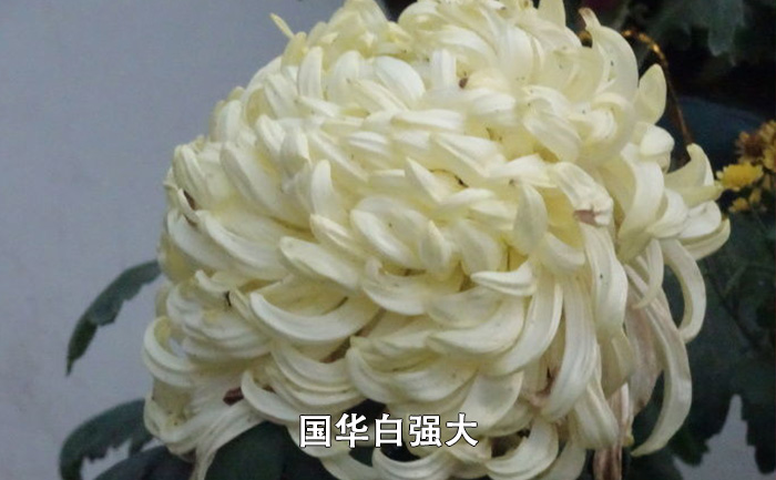 國華白強(qiáng)大菊花實(shí)拍圖