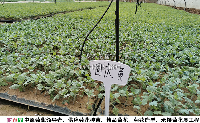 花不同千頭菊菊花種苗基地實拍圖