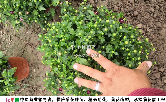 剛開始透色的千頭菊實拍圖