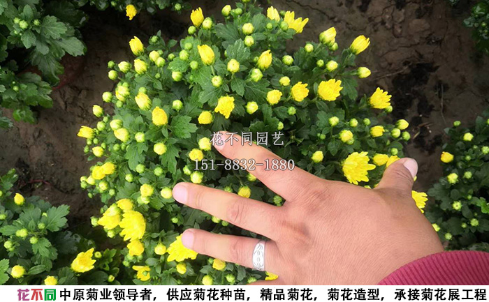 剛開始開花的千頭菊