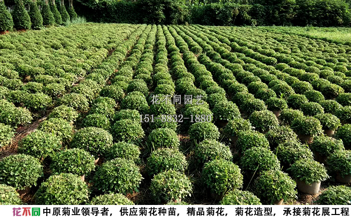 花不同千頭菊種植基地實拍圖