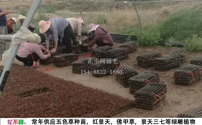 工人在五色草穴盤苗基地打包