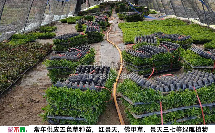 五色草穴盤苗基地-打包好的穴盤