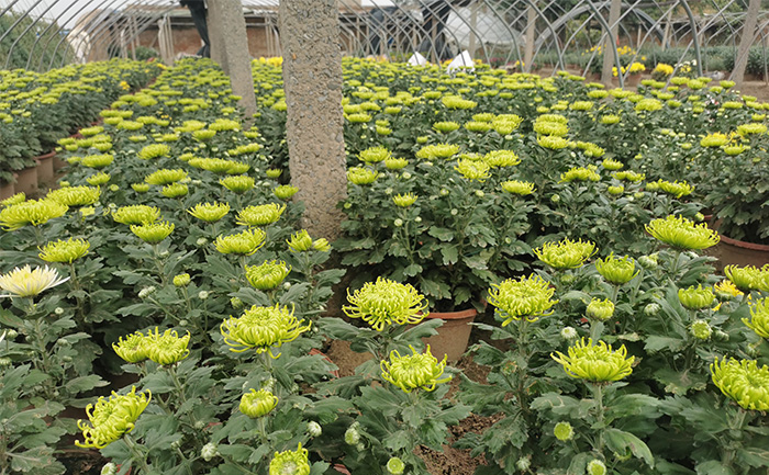 開封菊花種植批發(fā)基地實(shí)拍圖