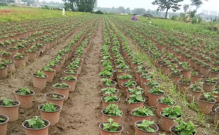 河南菊花種植基地現場實拍圖