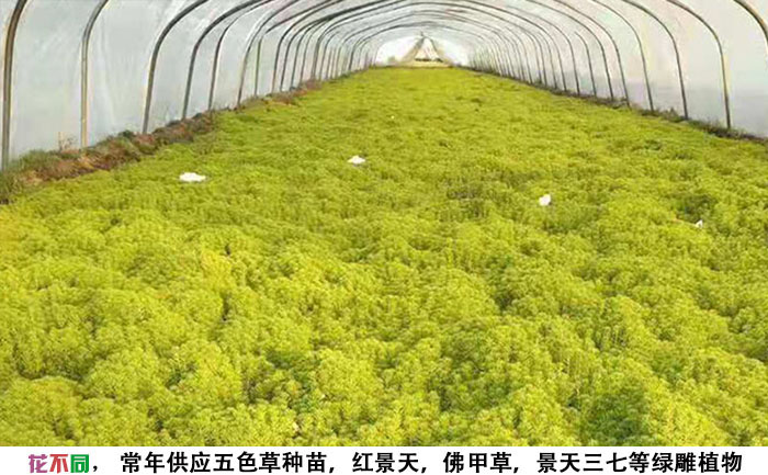 大棚內(nèi)的金葉佛甲草地栽種苗