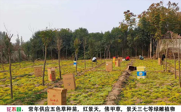 工人正在采收金葉佛甲草種苗