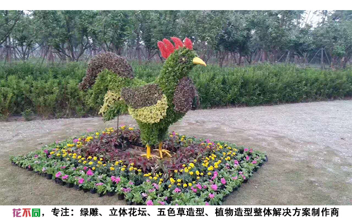 動(dòng)物景觀綠雕造型-公雞現(xiàn)場實(shí)拍圖片