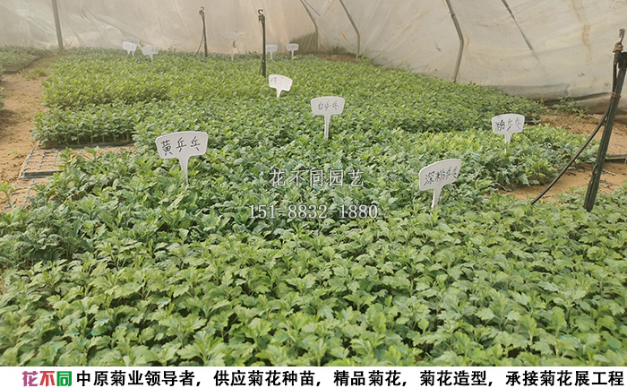 乒乓菊菊花種苗現(xiàn)場實(shí)拍圖