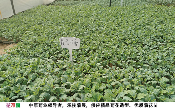 菊花苗實(shí)拍圖