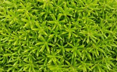 佛甲草的養(yǎng)殖方法和注意事項(xiàng)