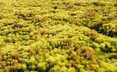 佛甲草在冬季耐寒多少度