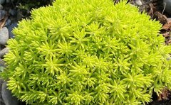 金葉佛甲草批發(fā)商