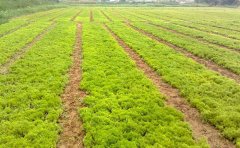 金葉佛甲草一平方合多少錢