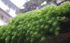 金葉佛甲草的養(yǎng)殖方法和注意事項有哪些