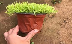 大型金葉佛甲草種植基地