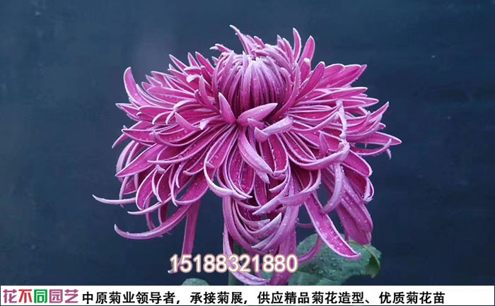 開(kāi)封菊花照片