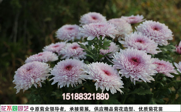 菊花展實拍圖