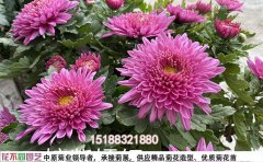 2025年菊花種苗價格解析 | 優(yōu)質(zhì)種苗批發(fā)基地指南