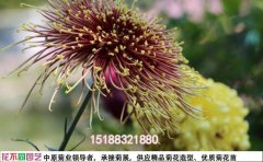 2025菊花種苗批發(fā)全攻略 | 全國基地直供價格表