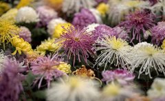 菊花種苗培育方法全解析｜專業(yè)種植技術(shù)指南