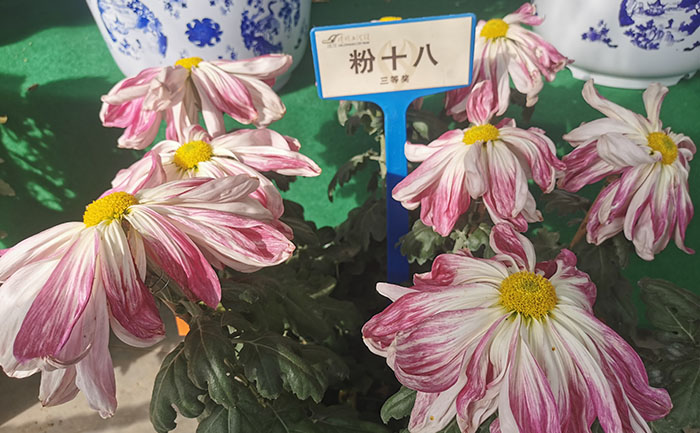 菊花種苗品種展示