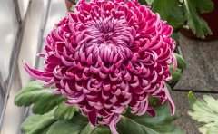 優(yōu)質(zhì)菊花種苗供應商 | 專業(yè)菊花苗圃直銷 | 品種