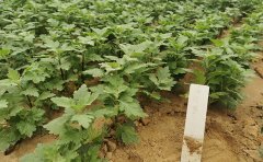 菊花幼苗培育方法詳解：7個步驟輕松掌握