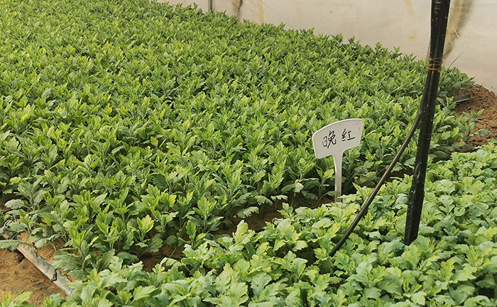 稀有菊花品種種苗實拍圖