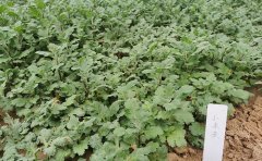 菊花種苗大規(guī)模采購合同