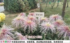 獨本菊菊花種苗品種名稱大全