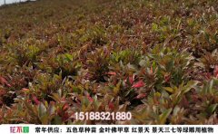 五色草種植基地｜專業(yè)五色草培育與景觀設(shè)計服