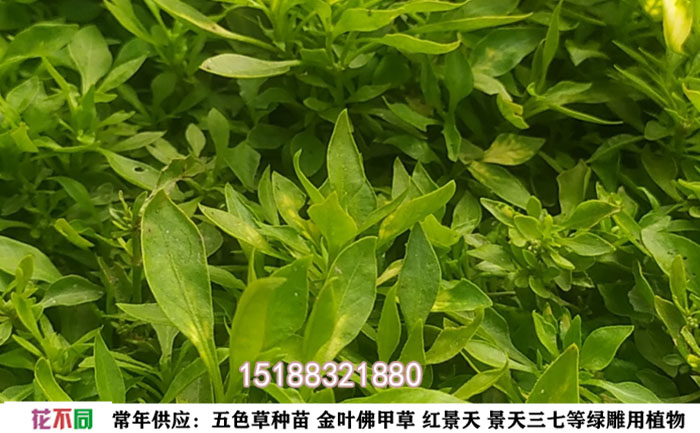 五色草綠草細(xì)節(jié)圖