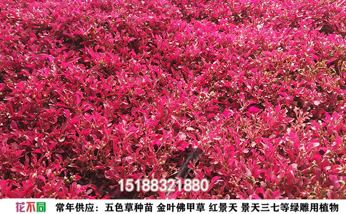 開花的五色草紅草